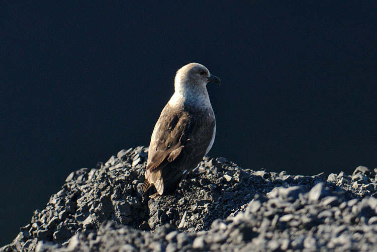 skua