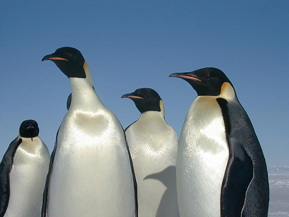 Antarctic Animals – IceCube